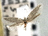  ( - CNCLEP00104596)  @11 [ ] CreativeCommons - Attribution (2013) CBG Photography Group Centre for Biodiversity Genomics