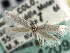  ( - CNCLEP00104599)  @11 [ ] CreativeCommons - Attribution (2013) CBG Photography Group Centre for Biodiversity Genomics