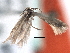  (Elachista olorinella - CNCLEP00104619)  @11 [ ] CreativeCommons - Attribution (2013) CBG Photography Group Centre for Biodiversity Genomics