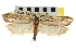  ( - CNCLEP00104644)  @11 [ ] CreativeCommons - Attribution (2013) CBG Photography Group Centre for Biodiversity Genomics