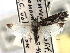  (Ethmia albitogata - CNCLEP00104647)  @11 [ ] CreativeCommons - Attribution (2013) CBG Photography Group Centre for Biodiversity Genomics