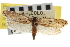  ( - CNCLEP00104649)  @11 [ ] CreativeCommons - Attribution (2013) CBG Photography Group Centre for Biodiversity Genomics