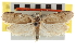  ( - CNCLEP00104710)  @11 [ ] CreativeCommons - Attribution (2013) CBG Photography Group Centre for Biodiversity Genomics