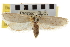  ( - CNCLEP00104712)  @14 [ ] CreativeCommons - Attribution (2013) CBG Photography Group Centre for Biodiversity Genomics