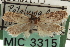  (Exaeretia thoracenigraeella - CNCLEP00104719)  @11 [ ] CreativeCommons - Attribution (2013) CBG Photography Group Centre for Biodiversity Genomics