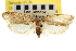  ( - CNCLEP00104738)  @11 [ ] CreativeCommons - Attribution (2013) CBG Photography Group Centre for Biodiversity Genomics