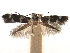  ( - CNCLEP00104747)  @11 [ ] CreativeCommons - Attribution (2013) CBG Photography Group Centre for Biodiversity Genomics