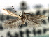  ( - CNCLEP00104754)  @11 [ ] CreativeCommons - Attribution (2013) CBG Photography Group Centre for Biodiversity Genomics