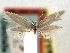  ( - CNCLEP00104759)  @11 [ ] CreativeCommons - Attribution (2013) CBG Photography Group Centre for Biodiversity Genomics