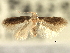  ( - CNCLEP00104768)  @11 [ ] CreativeCommons - Attribution (2013) CBG Photography Group Centre for Biodiversity Genomics