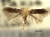  ( - CNCLEP00104887)  @11 [ ] CreativeCommons - Attribution (2013) CBG Photography Group Centre for Biodiversity Genomics