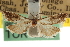  ( - CNCLEP00105078)  @11 [ ] CreativeCommons - Attribution (2013) CBG Photography Group Centre for Biodiversity Genomics