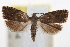  ( - CNCLEP00105099)  @11 [ ] CreativeCommons - Attribution (2013) CBG Photography Group Centre for Biodiversity Genomics