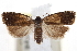  ( - CNCLEP00105100)  @11 [ ] CreativeCommons - Attribution (2013) CBG Photography Group Centre for Biodiversity Genomics
