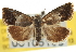  ( - CNCLEP00105105)  @11 [ ] CreativeCommons - Attribution (2013) CBG Photography Group Centre for Biodiversity Genomics