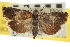  ( - CNCLEP00105107)  @11 [ ] CreativeCommons - Attribution (2013) CBG Photography Group Centre for Biodiversity Genomics