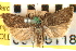  ( - CNCLEP00105118)  @11 [ ] CreativeCommons - Attribution (2013) CBG Photography Group Centre for Biodiversity Genomics