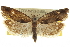  ( - CNCLEP00105198)  @11 [ ] CreativeCommons - Attribution (2012) CBG Photography Group Centre for Biodiversity Genomics