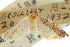  ( - CNCLEP00105203)  @11 [ ] CreativeCommons - Attribution (2012) CBG Photography Group Centre for Biodiversity Genomics
