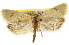 ( - CNCLEP00105232)  @11 [ ] CreativeCommons - Attribution (2012) CBG Photography Group Centre for Biodiversity Genomics