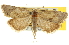  ( - CNCLEP00105241)  @11 [ ] CreativeCommons - Attribution (2012) CBG Photography Group Centre for Biodiversity Genomics