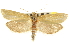  (Pelochrista fandana - CNCLEP00105247)  @15 [ ] CreativeCommons - Attribution (2012) CBG Photography Group Centre for Biodiversity Genomics