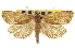  ( - CNCLEP00105253)  @11 [ ] CreativeCommons - Attribution (2012) CBG Photography Group Centre for Biodiversity Genomics