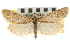  ( - CNCLEP00105258)  @11 [ ] CreativeCommons - Attribution (2013) CNC/CBG Photography Group Centre for Biodiversity Genomics