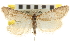  ( - CNCLEP00105259)  @11 [ ] CreativeCommons - Attribution (2013) CNC/CBG Photography Group Centre for Biodiversity Genomics