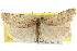  ( - CNCLEP00105261)  @11 [ ] CreativeCommons - Attribution (2013) CNC/CBG Photography Group Centre for Biodiversity Genomics