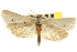  ( - CNCLEP00105273)  @11 [ ] CreativeCommons - Attribution (2013) CNC/CBG Photography Group Centre for Biodiversity Genomics