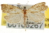  ( - CNCLEP00105266)  @11 [ ] CreativeCommons - Attribution (2013) CNC/CBG Photography Group Centre for Biodiversity Genomics