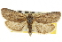  ( - CNCLEP00105267)  @11 [ ] CreativeCommons - Attribution (2013) CNC/CBG Photography Group Centre for Biodiversity Genomics