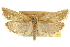  ( - CNCLEP00105295)  @11 [ ] CreativeCommons - Attribution (2013) CNC/CBG Photography Group Centre for Biodiversity Genomics