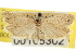  ( - CNCLEP00105302)  @11 [ ] CreativeCommons - Attribution (2013) CNC/CBG Photography Group Centre for Biodiversity Genomics