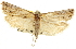  (Eucosma sperryana - CNCLEP00105309)  @14 [ ] CreativeCommons - Attribution (2013) CNC/CBG Photography Group Centre for Biodiversity Genomics