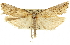  ( - CNCLEP00105310)  @11 [ ] CreativeCommons - Attribution (2013) CNC/CBG Photography Group Centre for Biodiversity Genomics