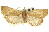  ( - CNCLEP00105311)  @11 [ ] CreativeCommons - Attribution (2013) CNC/CBG Photography Group Centre for Biodiversity Genomics