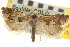  ( - CNCLEP00105333)  @11 [ ] CreativeCommons - Attribution (2013) CNC/CBG Photography Group Centre for Biodiversity Genomics