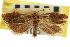 ( - CNCLEP00105372)  @11 [ ] CreativeCommons - Attribution (2013) CBG Photography Group Centre for Biodiversity Genomics