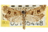  ( - CNCLEP00105448)  @11 [ ] CreativeCommons - Attribution (2013) CBG Photography Group Centre for Biodiversity Genomics