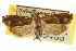  ( - CNCLEP00105465)  @11 [ ] CreativeCommons - Attribution (2013) CBG Photography Group Centre for Biodiversity Genomics
