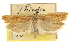  ( - CNCLEP00105474)  @11 [ ] CreativeCommons - Attribution (2013) CBG Photography Group Centre for Biodiversity Genomics
