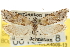  ( - CNCLEP00105478)  @11 [ ] CreativeCommons - Attribution (2013) CBG Photography Group Centre for Biodiversity Genomics