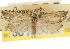  ( - CNCLEP00105491)  @11 [ ] CreativeCommons - Attribution (2013) CBG Photography Group Centre for Biodiversity Genomics