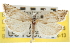  ( - CNCLEP00105506)  @11 [ ] CreativeCommons - Attribution (2013) CBG Photography Group Centre for Biodiversity Genomics