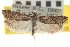  ( - CNCLEP00105523)  @11 [ ] CreativeCommons - Attribution (2013) CBG Photography Group Centre for Biodiversity Genomics