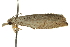  ( - CNCLEP00105532)  @13 [ ] CreativeCommons - Attribution (2013) CBG Photography Group Centre for Biodiversity Genomics