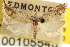  ( - CNCLEP00105548)  @11 [ ] CreativeCommons - Attribution (2013) CBG Photography Group Centre for Biodiversity Genomics