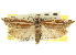  ( - CNCLEP00105551)  @11 [ ] CreativeCommons - Attribution (2013) CBG Photography Group Centre for Biodiversity Genomics